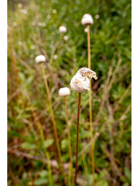 Eriocaulon lineare (Narrow pipewort) #84781