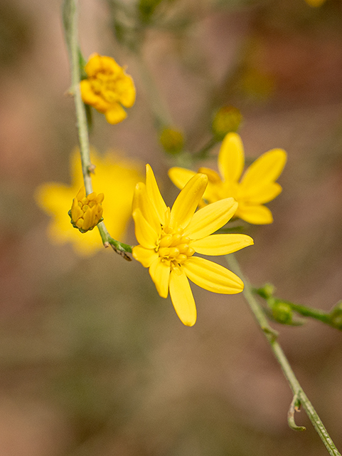 Amphiachyris dracunculoides (Prairie broomweed) #84819