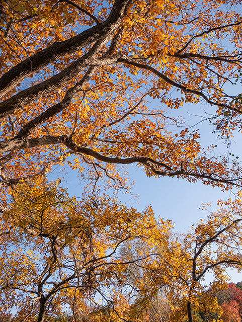 Quercus muehlenbergii (Chinkapin oak) #84823