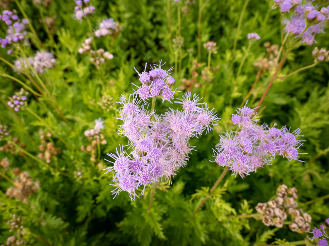 Conoclinium greggii (Gregg's mistflower ) #84830