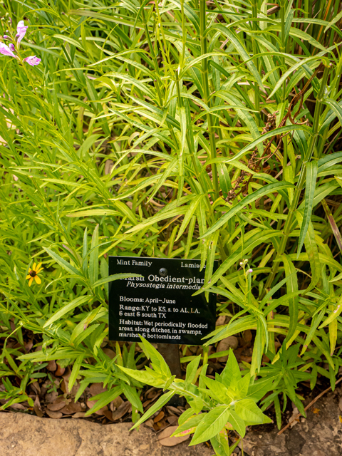 Physostegia intermedia (Spring obedient plant) #84840