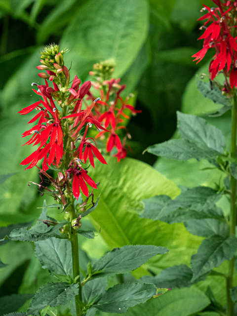 Lobelia cardinalis (Cardinal flower) #84876