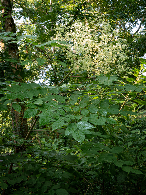 Aralia spinosa (Devil's walking stick) #84882