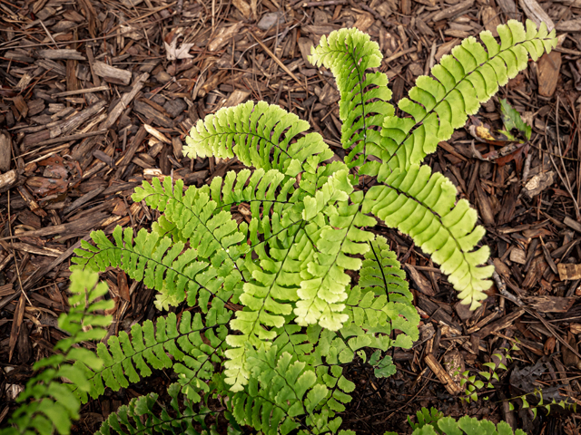 Adiantum pedatum (Northern maidenhair fern) #84913