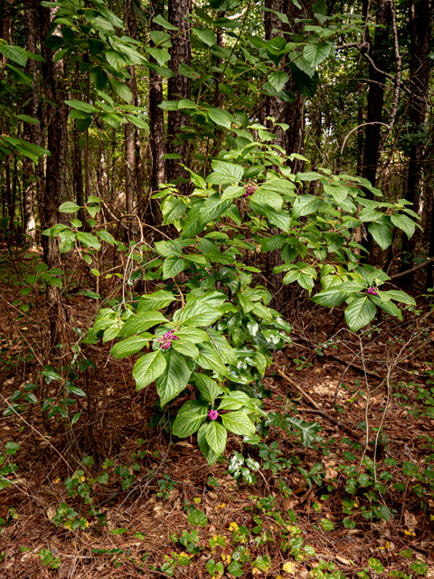 Callicarpa americana (American beautyberry ) #84920