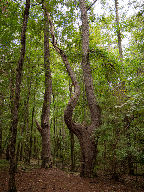 Pinus taeda (Loblolly pine) #84927