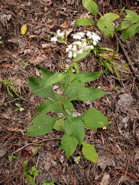 Verbesina virginica (Frostweed) #84936