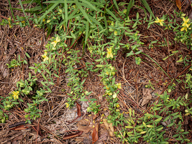 Hypericum hypericoides (St. andrew's-cross) #84955