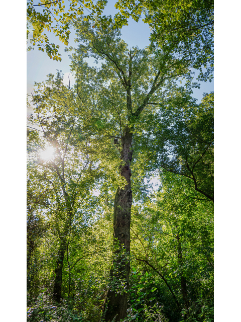 Acer saccharinum (Silver maple) #84958