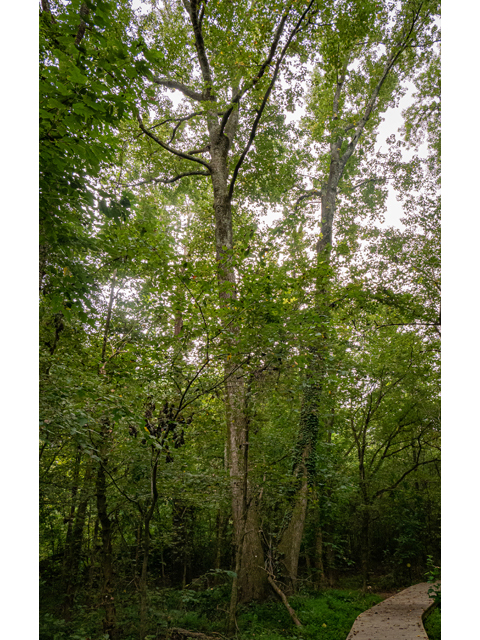 Liquidambar styraciflua (Sweetgum) #84992