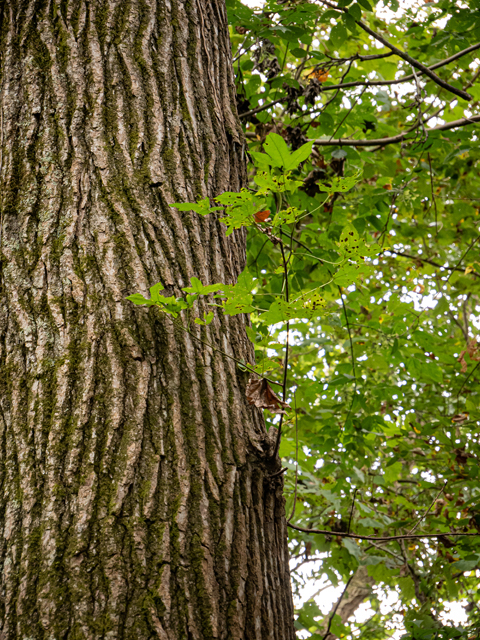 Liquidambar styraciflua (Sweetgum) #84994