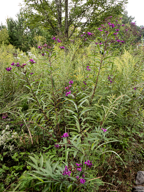 Vernonia gigantea (Giant ironweed) #85000