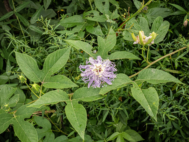 Passiflora incarnata (Maypop) #85018