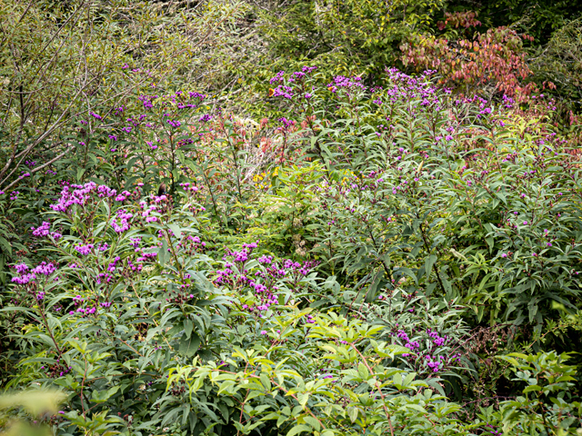 Vernonia noveboracensis (New york ironweed) #85085