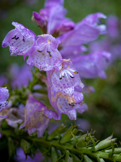 Physostegia virginiana (Fall obedient plant) #85105