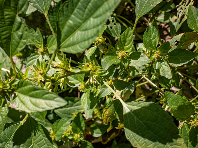 Acalypha rhomboidea (Common threeseed mercury) #85123