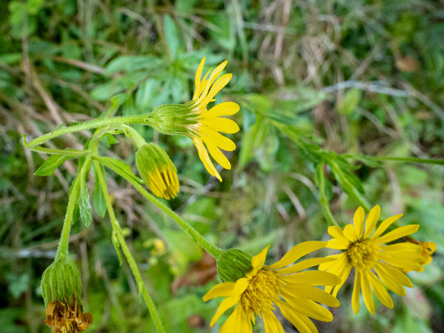 Chrysopsis mariana (Maryland goldenaster) #85137