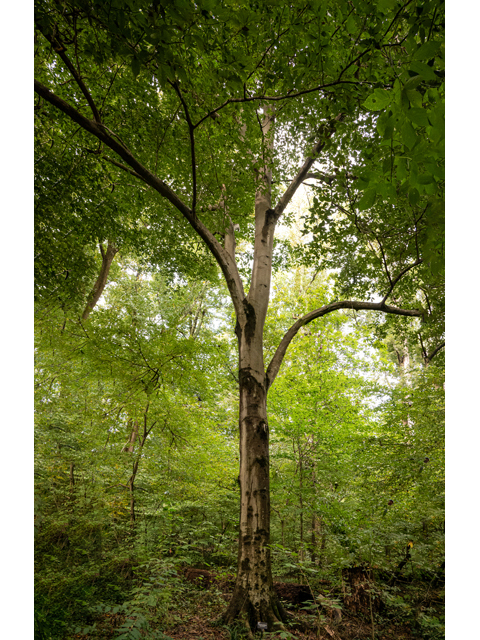 Fagus grandifolia (American beech) #85143