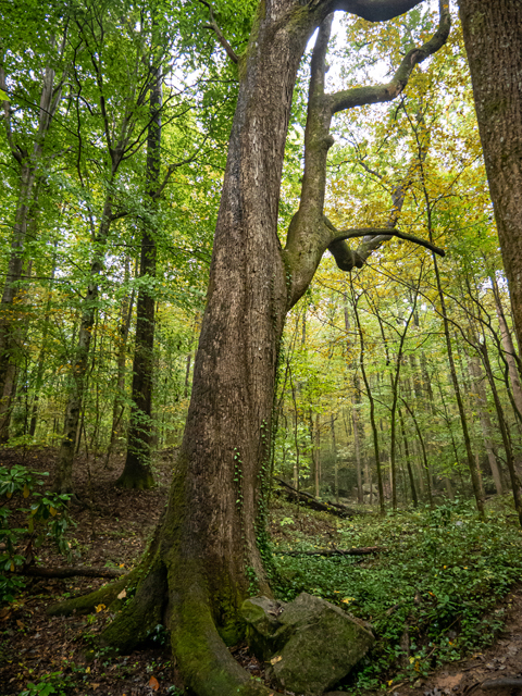 Oxydendrum arboreum (Sourwood) #85188