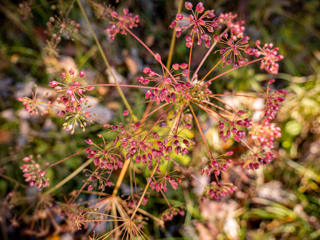 Zizia trifoliata (Meadow alexanders) #85198