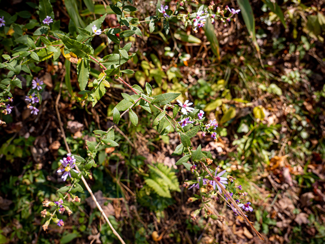 Symphyotrichum undulatum (Wavyleaf aster) #85200