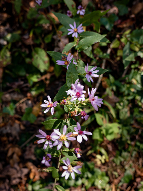 Symphyotrichum undulatum (Wavyleaf aster) #85201