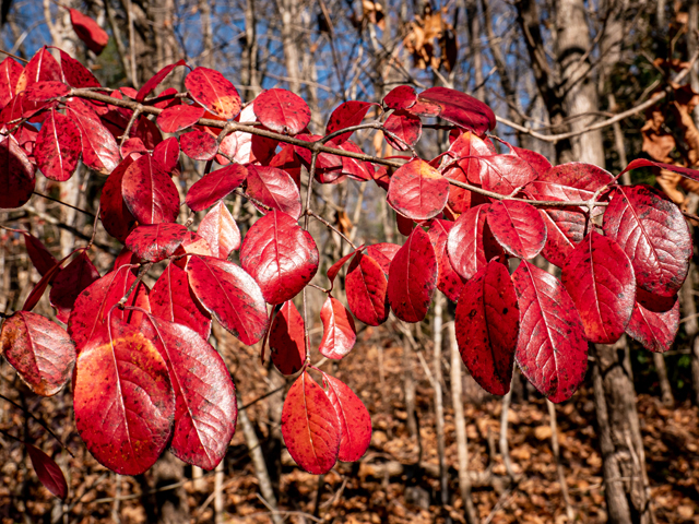 Viburnum rufidulum (Rusty blackhaw viburnum) #85249