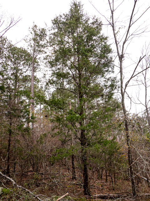 Juniperus virginiana (Eastern red cedar) #85272