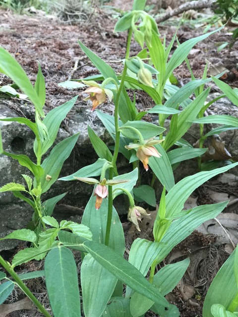 Epipactis gigantea (Stream orchid) #48025