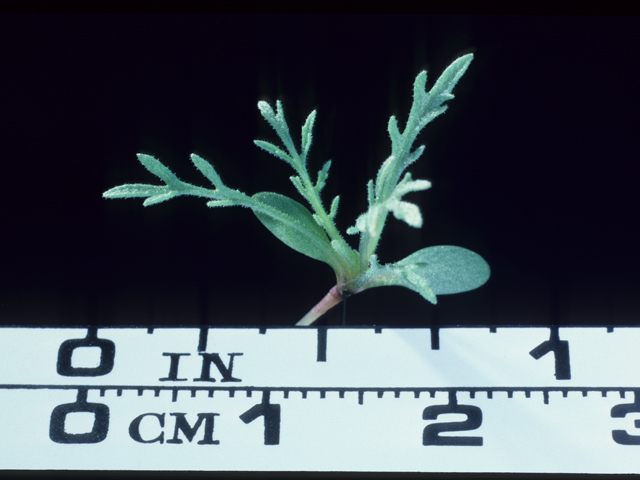 Machaeranthera tanacetifolia (Tahoka daisy) #20175