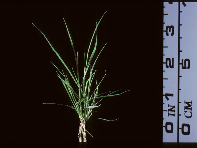 Bouteloua dactyloides (Buffalograss) #20184