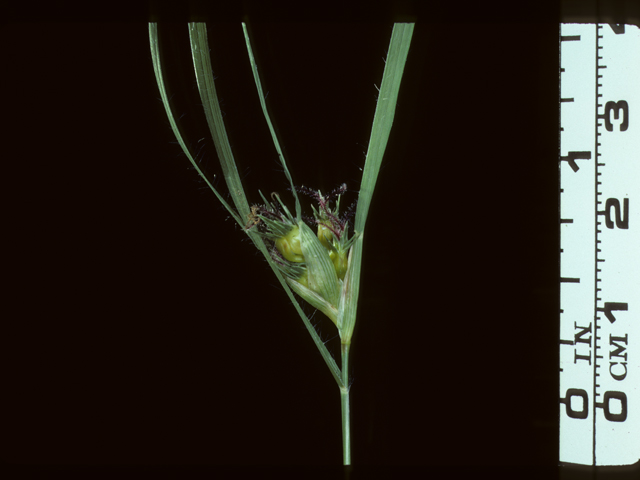 Bouteloua dactyloides (Buffalograss) #20187