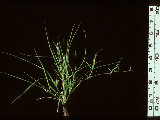 Bouteloua dactyloides (Buffalograss) #20188