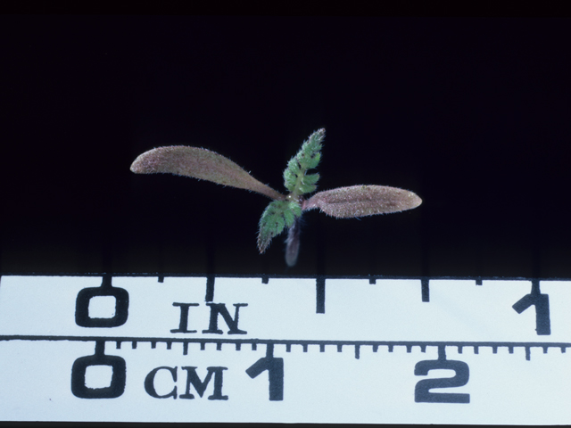 Phacelia tanacetifolia (Lacy phacelia) #20526