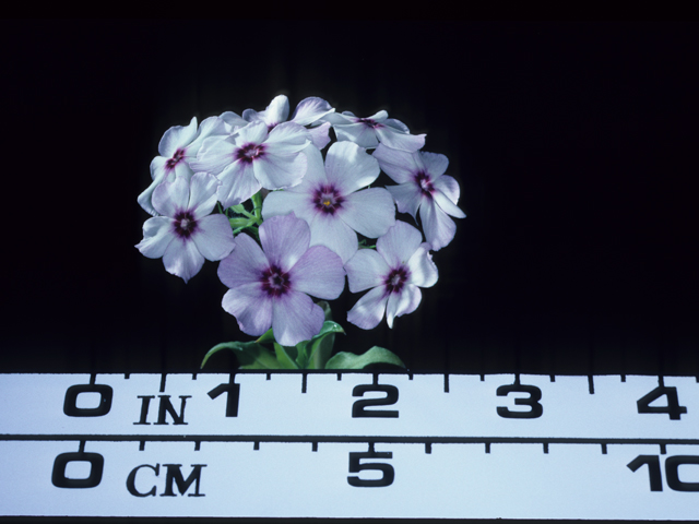 Phlox drummondii (Annual phlox) #20535