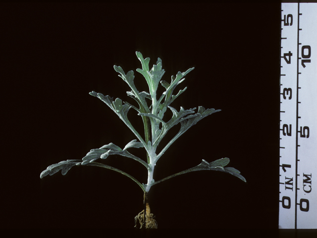 Baileya multiradiata (Desert marigold) #20300