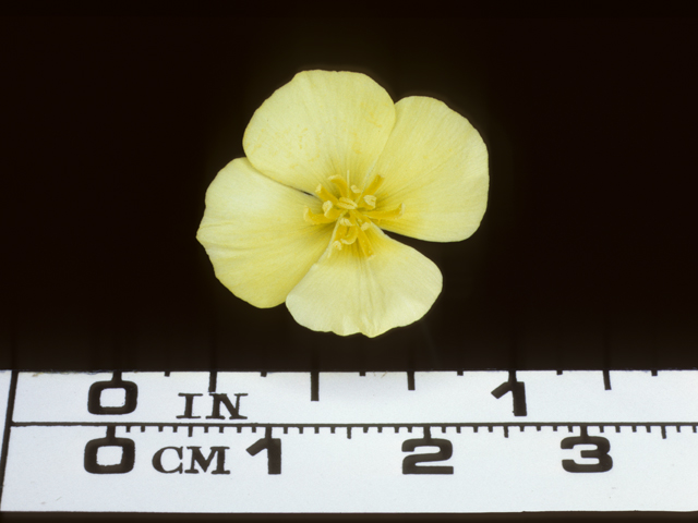 Eschscholzia caespitosa (Tufted poppy) #20386