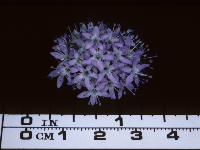 Gilia capitata (Bluehead gilia) #20397