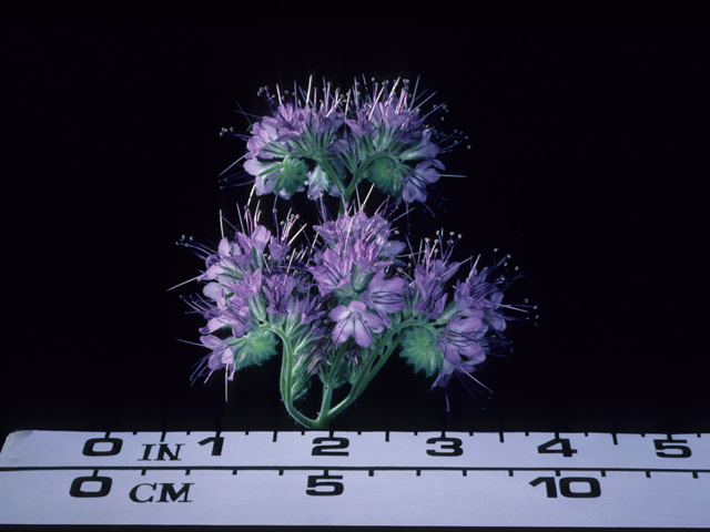 Phacelia tanacetifolia (Lacy phacelia) #20639