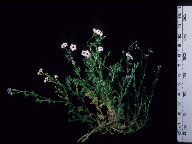 Gilia tricolor (Bird's-eye gilia) #20684