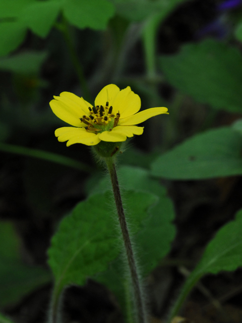 Chrysogonum virginianum (Green and gold) #26215