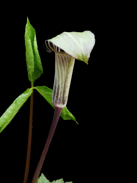 Arisaema triphyllum (Jack in the pulpit) #26220