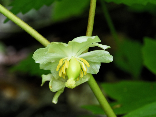 Podophyllum peltatum (Mayapple) #26225