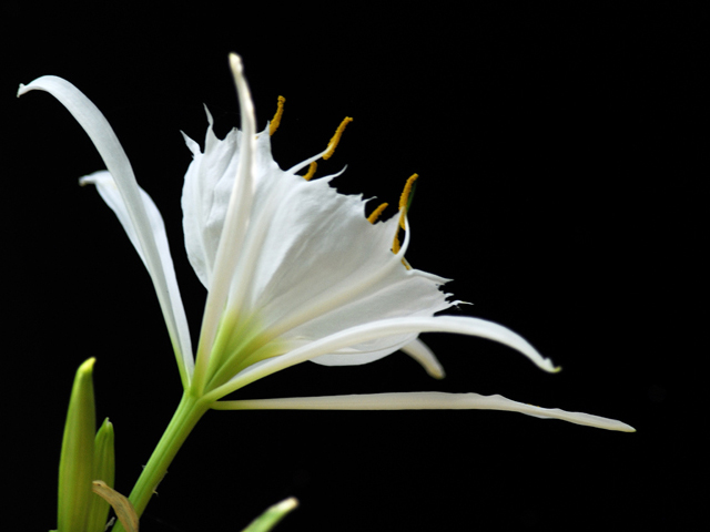 Hymenocallis occidentalis var. occidentalis (Northern spiderlily) #26237