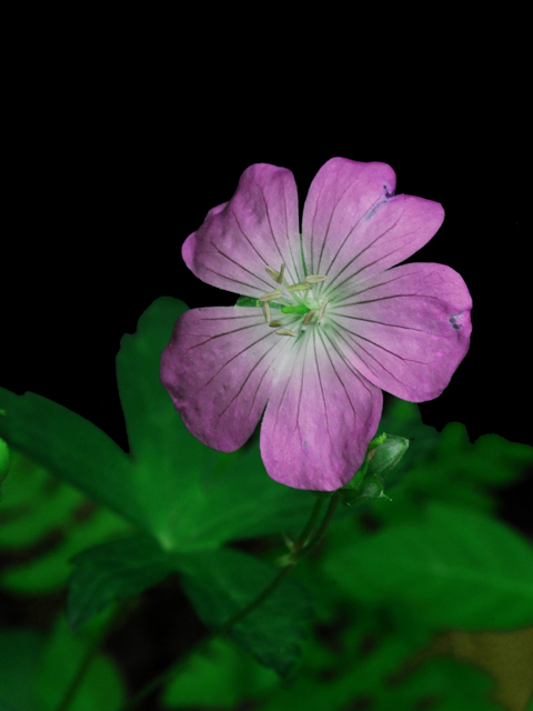 Geranium maculatum (Spotted geranium) #26253