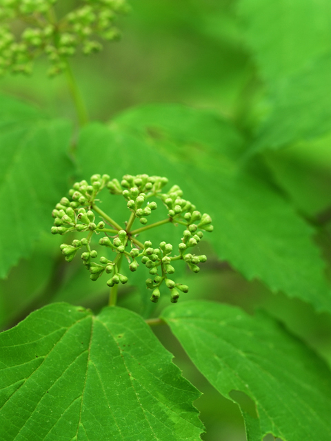 Viburnum acerifolium (Mapleleaf viburnum) #26255