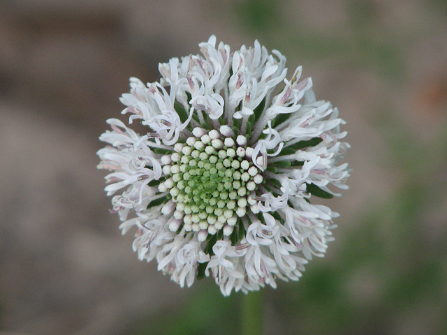 Marshallia caespitosa var. caespitosa (Barbara's buttons) #26368