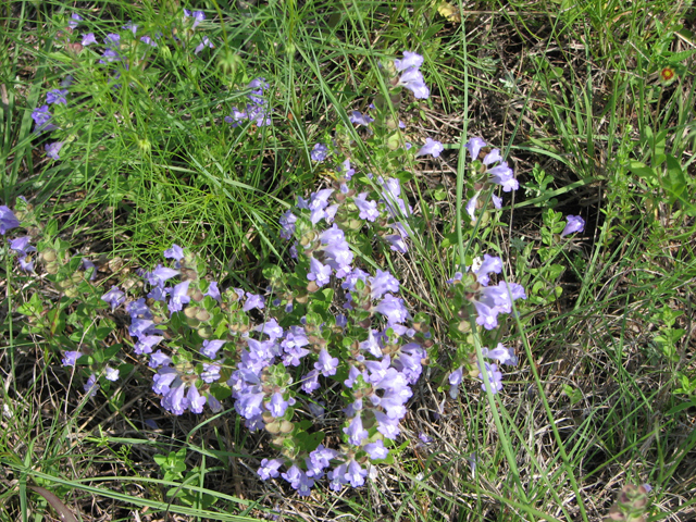 Scutellaria wrightii (Wright's skullcap) #26379