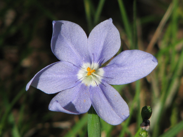 Nemastylis geminiflora (Prairie celestials) #26387