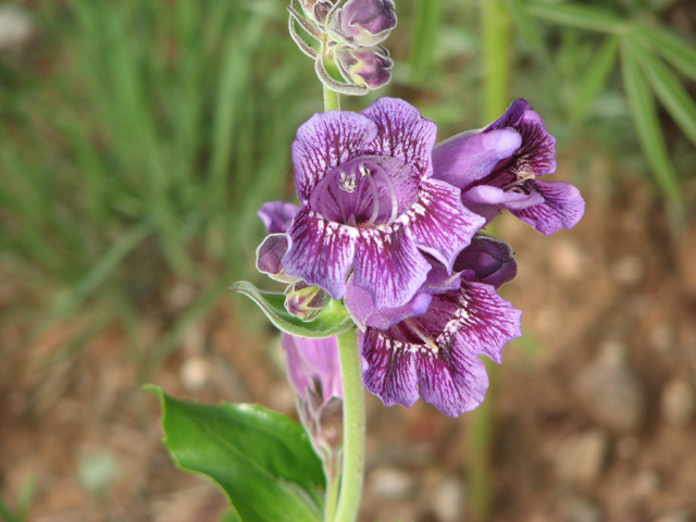 Penstemon cobaea (Prairie penstemon) #26425